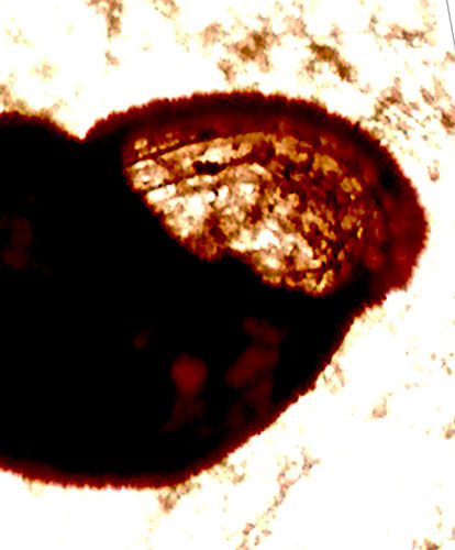 Chrysallida da identificare